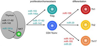 MicroRNA in T-Cell Development and T-Cell Mediated Acute Graft-Versus-Host Disease